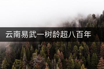 云南易武一樹(shù)齡超八百年古茶樹(shù)死亡，當(dāng)?shù)卦磕杲M織村民拜謁
