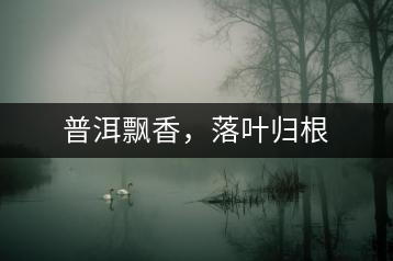 普洱飄香，落葉歸根