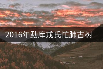 2016年勐庫(kù)戎氏忙肺古樹茶開湯賞析