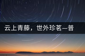 云上青藤,世外珍茗—普秀百年藤條茶即將上市