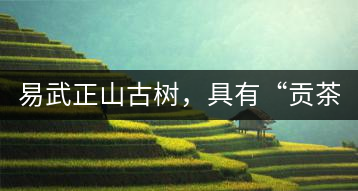 易武正山古樹，具有“貢茶范”