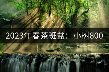 2023年春茶班盆：小樹800元／公斤，古樹1600-2200元／公斤
