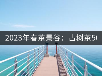 2023年春茶景谷：古樹茶500-600元／公斤，紫芽茶300-480元／公斤，白芽茶1200-2000元／公斤。