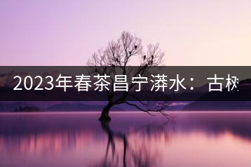 2023年春茶昌寧漭水：古樹混采純料480-600元／公斤，大樹360-420元／公斤，臺地260-300元／公斤，古樹單株均價880-1200元／公斤。