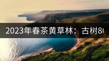 2023年春茶黃草林:古樹800-1200元/公斤