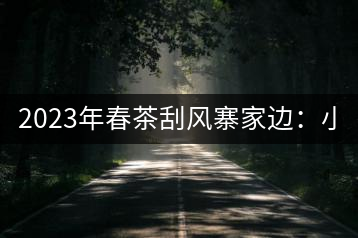 2023年春茶刮風(fēng)寨家邊：小樹400-500，古樹1000-1600元／公斤