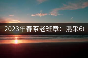 2023年春茶老班章：混采6000-8000元／公斤，挑采：12000元／公斤