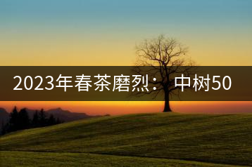 2023年春茶磨烈： 中樹500-600元／公斤，古樹混采：2200-2600元／公斤