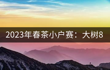 2023年春茶小戶賽：大樹800元／公斤，古樹1200-1300元／公斤