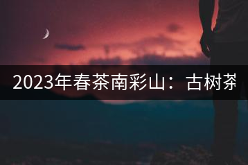 2023年春茶南彩山：古樹茶2000-2200元／公斤，大樹混采1200-1500元／公斤。