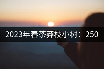 2023年春茶莽枝小樹：250元／公斤， 古樹：1000-1200元／公斤