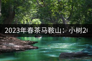 2023年春茶馬鞍山：小樹260–300元／公斤，古樹450-500元／公斤