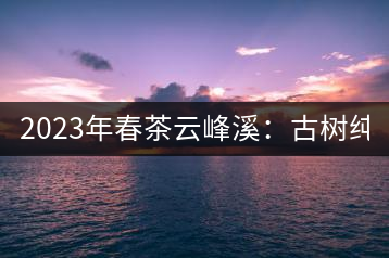 2023年春茶云峰溪：古樹純料：1200-1500元／公斤，古樹混采800-1000元／公斤，大樹500-800元／公斤，小樹300-500元／公斤