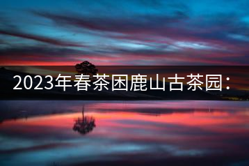 2023年春茶困鹿山古茶園：大樹8000-12000元／公斤，周邊小樹200-300元／公斤
