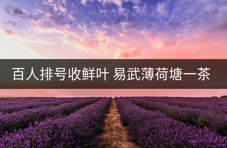 百人排號收鮮葉 易武薄荷塘一茶難求