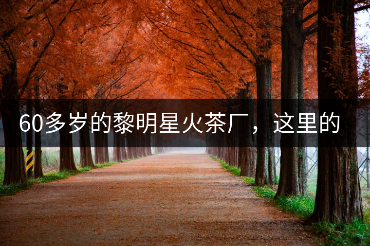 60多歲的黎明星火茶廠，這里的人依然在做茶