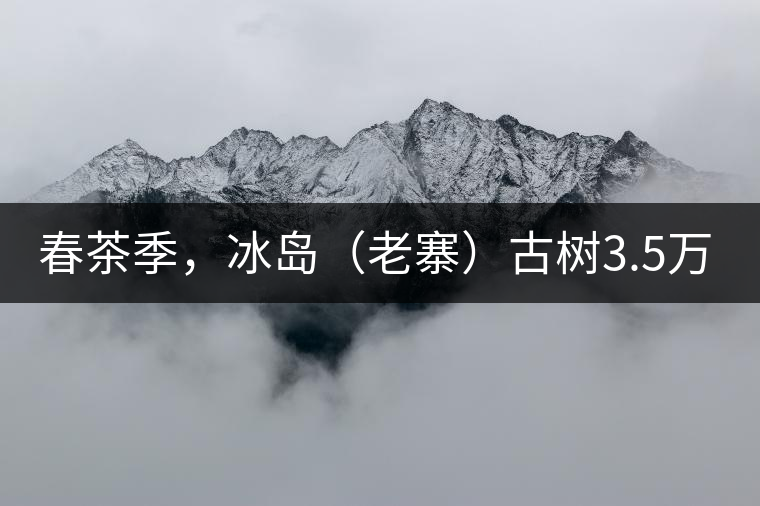 春茶季，冰島（老寨）古樹3.5萬起
