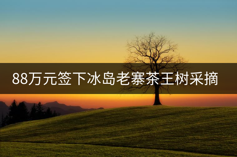 88萬(wàn)元簽下冰島老寨茶王樹采摘權(quán)，誰(shuí)說(shuō)這是“競(jìng)價(jià)交易”？
