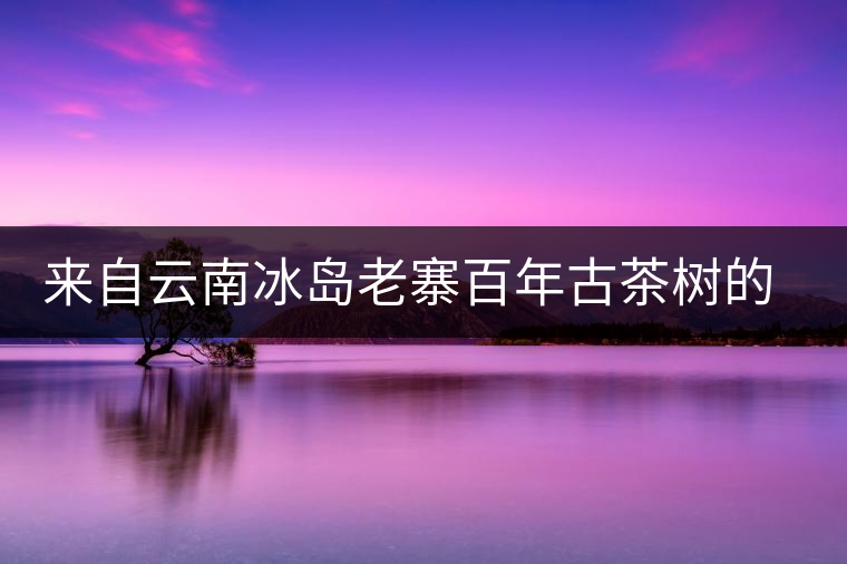 來(lái)自云南冰島老寨百年古茶樹(shù)的珍貴普洱 來(lái)自云南冰島老寨百年古茶樹(shù)的珍貴普洱