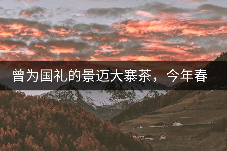 曾為國禮的景邁大寨茶，今年春茶性價比依舊高