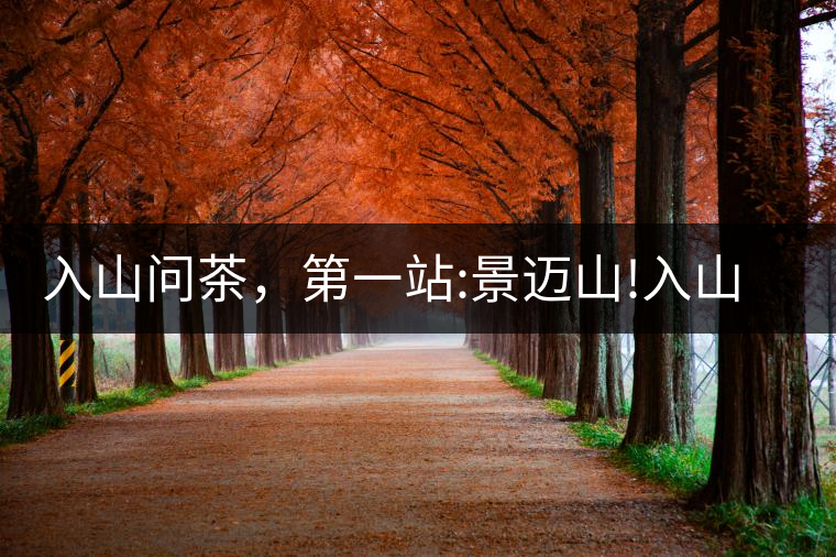 入山問(wèn)茶，第一站:景邁山!入山問(wèn)茶，第一站：景邁山！