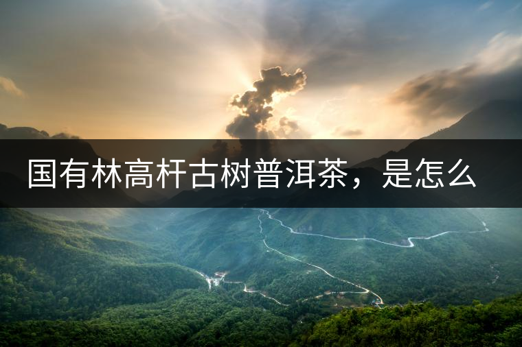 國有林高桿古樹普洱茶，是怎么回事?國有林高桿古樹普洱茶，是怎么回事？