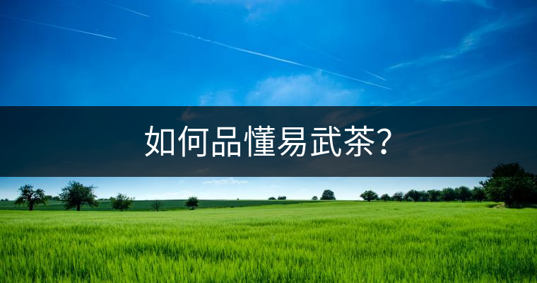 如何品懂易武茶？