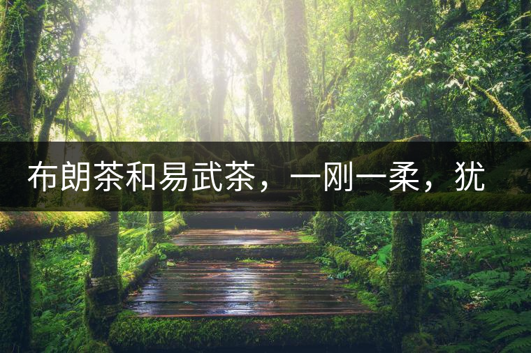 布朗茶和易武茶，一剛一柔，猶如洪拳與太極