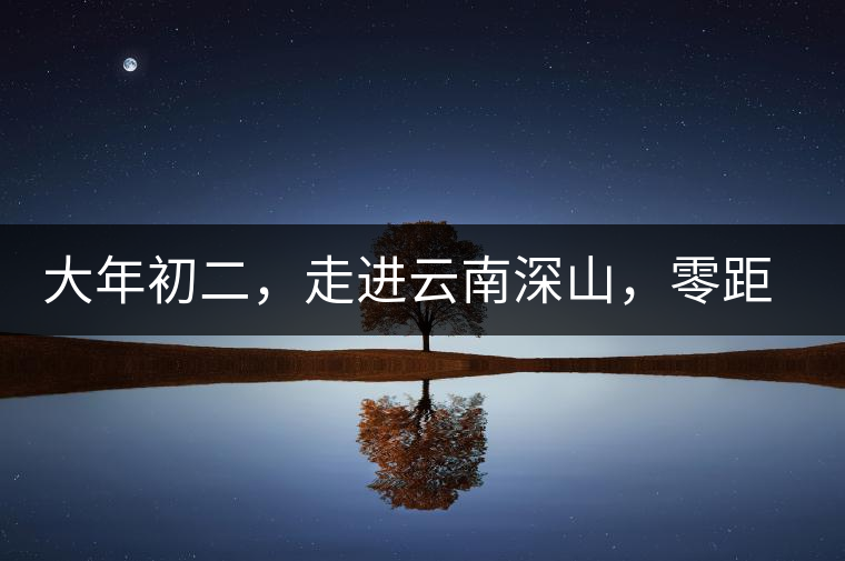 大年初二，走進(jìn)云南深山，零距離接觸古茶樹