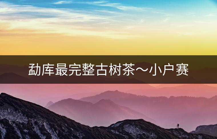 勐庫(kù)最完整古樹(shù)茶～小戶賽