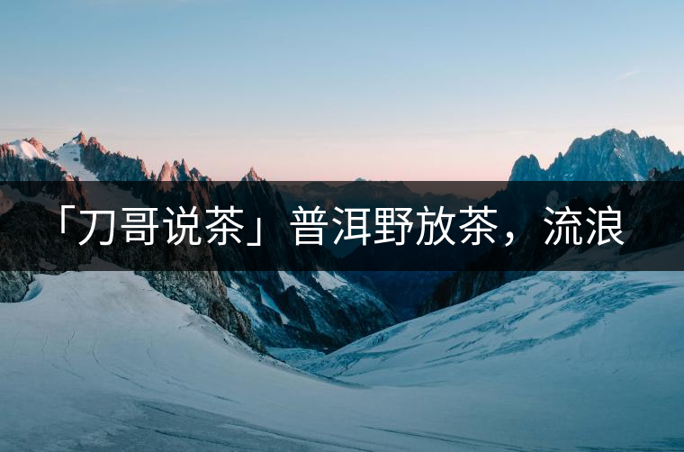 「刀哥說茶」普洱野放茶，流浪狗的春天
