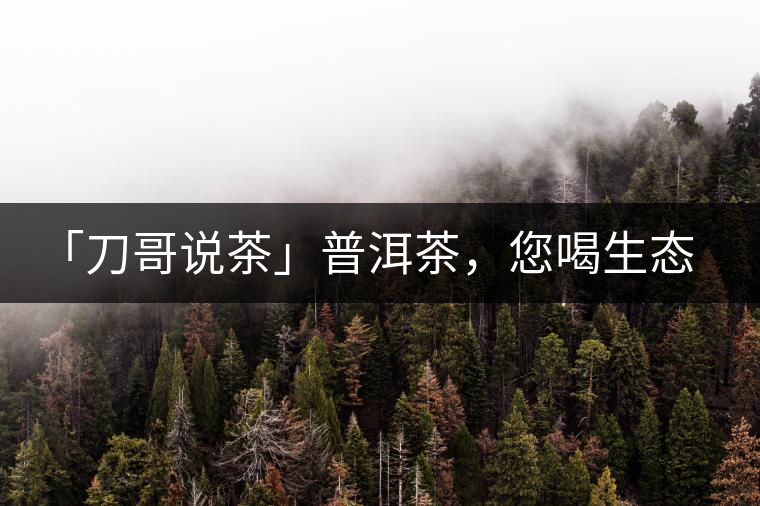 「刀哥說茶」普洱茶，您喝生態(tài)還是喝樹齡？