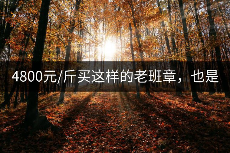 4800元/斤買這樣的老班章，也是醉了!4800元/斤買這樣的老班章，也是醉了！