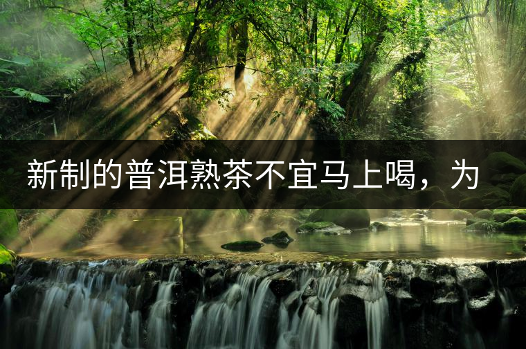 新制的普洱熟茶不宜馬上喝，為什么？