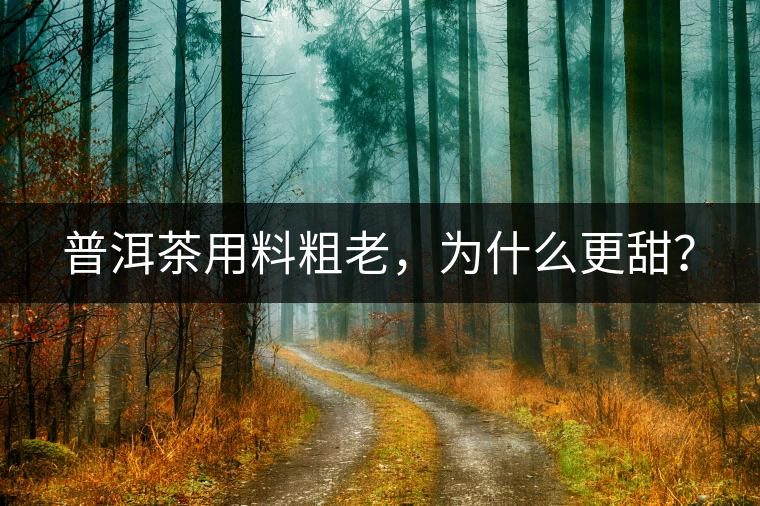 普洱茶用料粗老，為什么更甜？