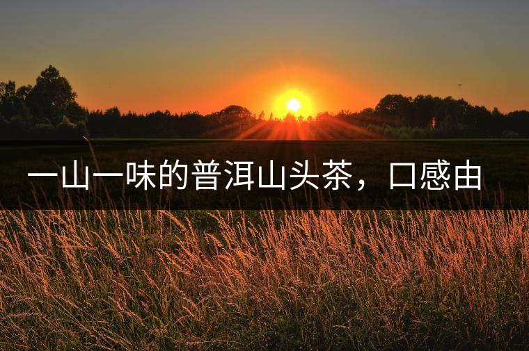一山一味的普洱山頭茶，口感由這些因素決定