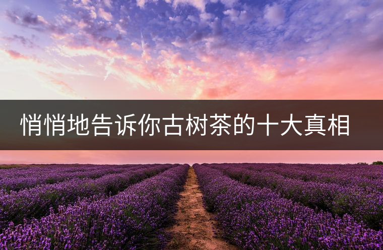 悄悄地告訴你古樹茶的十大真相，就不怕交學(xué)費了