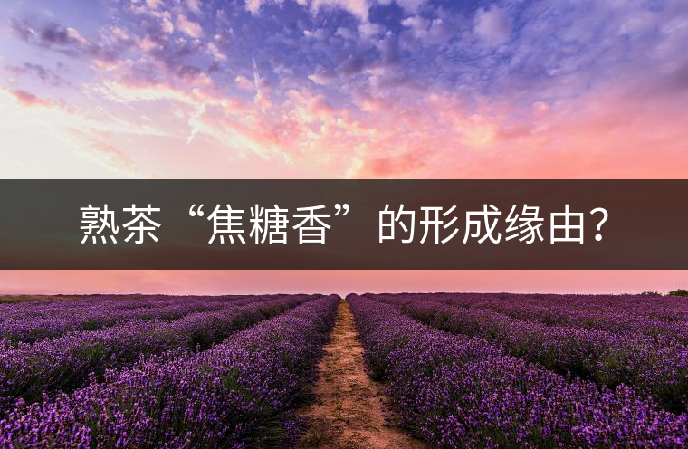 熟茶“焦糖香”的形成緣由？