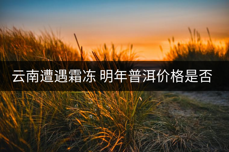 云南遭遇霜凍 明年普洱價格是否飆升？