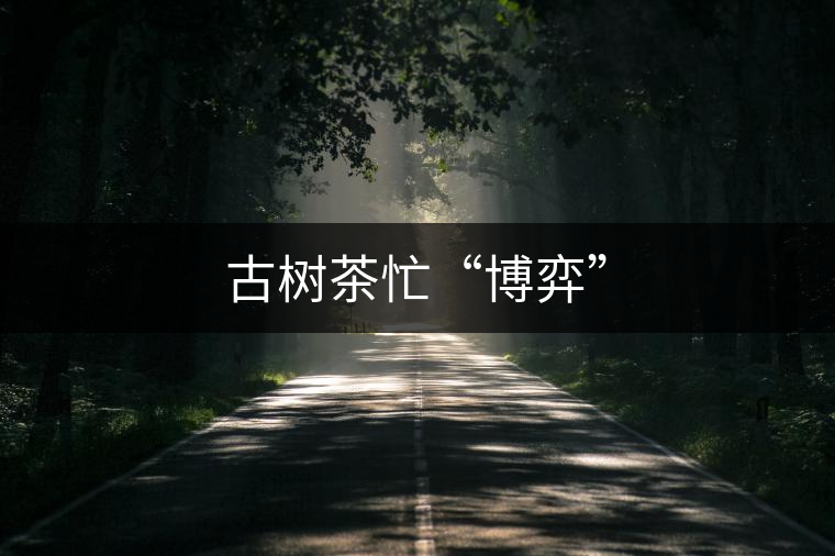 古樹茶忙“博弈”