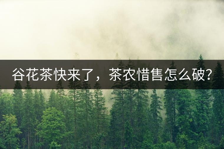 谷花茶快來(lái)了，茶農(nóng)惜售怎么破？