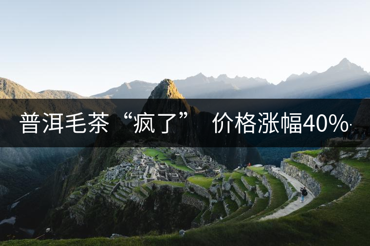 普洱毛茶“瘋了” 價格漲幅40%-80% 普洱毛茶“瘋了” 價格漲幅40%-80%