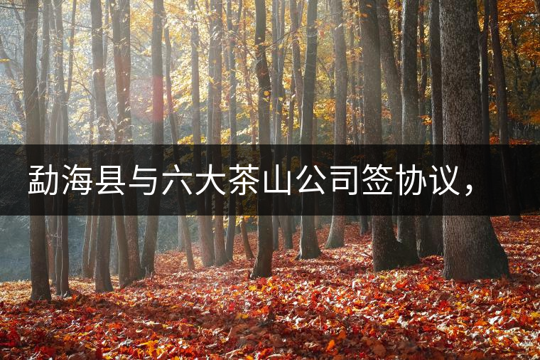 勐海縣與六大茶山公司簽協(xié)議，投資九億保護(hù)開發(fā)賀開古茶山資源