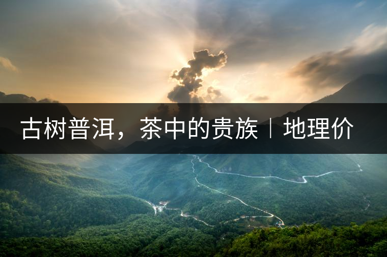 古樹(shù)普洱，茶中的貴族︱地理價(jià)值是普洱茶的最大資源優(yōu)勢(shì)