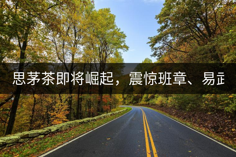 思茅茶即將崛起，震驚班章、易武！