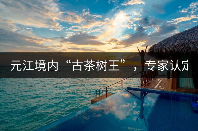 元江境內(nèi)“古茶樹王”，專家認(rèn)定樹齡在1500多年以上