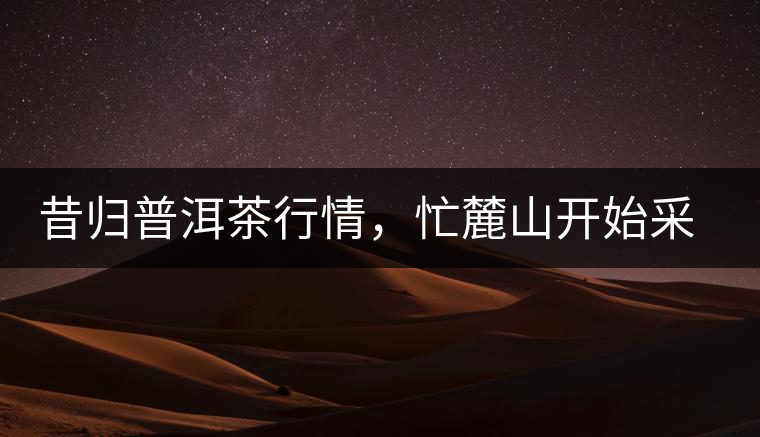 昔歸普洱茶行情，忙麓山開(kāi)始采制春茶