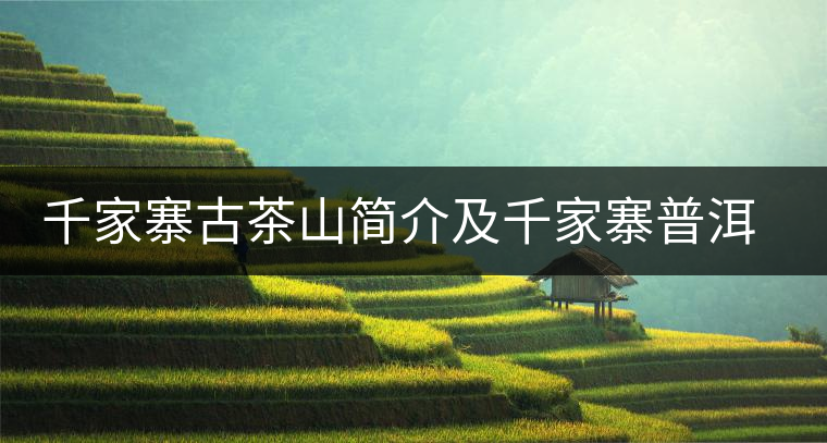 千家寨古茶山簡(jiǎn)介及千家寨普洱茶的品質(zhì)特點(diǎn) 千家寨古茶山簡(jiǎn)介及千家寨普洱茶的品質(zhì)特點(diǎn)