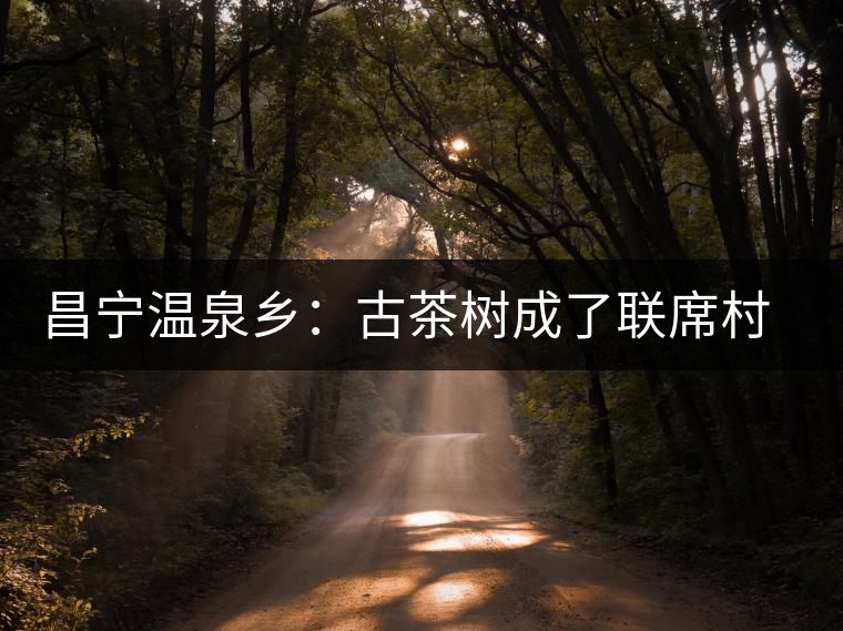 昌寧溫泉鄉(xiāng)：古茶樹成了聯(lián)席村民的“搖錢樹”
