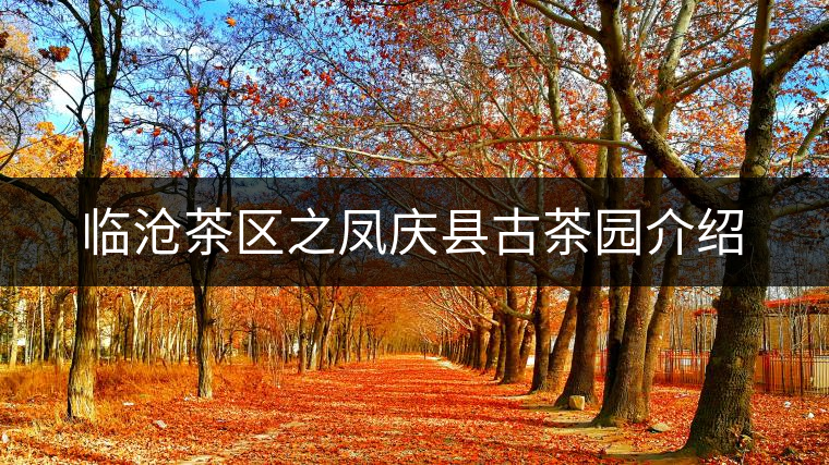 臨滄茶區(qū)之鳳慶縣古茶園介紹 臨滄茶區(qū)之鳳慶縣古茶園介紹